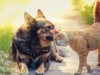 dogcatcare1 (1)