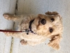 Bailey.JPG