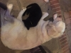Dewey and GSD.jpg