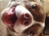 DoddeS