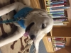 TherapyDog.jpg