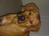 atticus