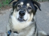 bodhi
