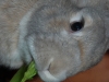 bunny