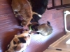 cat-care