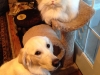 dewey_slider