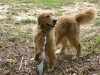 Cooper