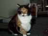 fat-cat