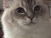 fluffy