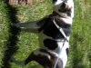 grady