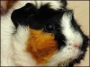 guinea