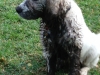 Muddy Dew