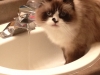 riley