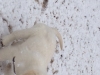 snowing