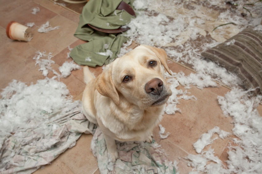 what happens when dogs eat carpet