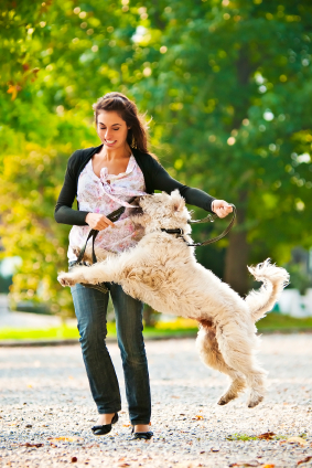 how to keep my standard poodle from jumping up