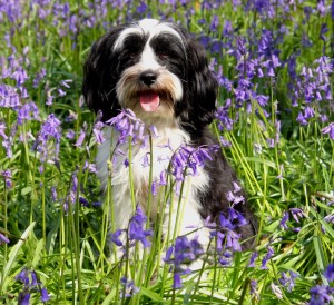 Dog In Bluebell Field