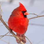 Male-Northern-Cardinal