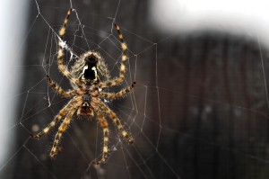 Brown Recluse Spider Building Its Web