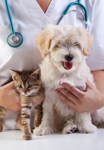 Little dog and cat at the veterinary checkup