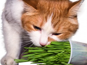 Cat eat grass