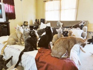 Cats in bedroom.