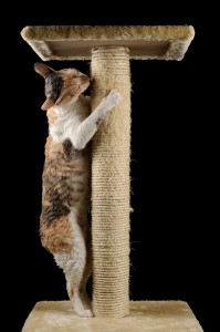 Cute Cat With Closed Eyes Scratching A Scratching Post