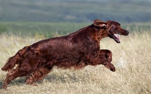 Speedy Irish Setter Running