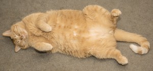 Fat orange cat sleeping