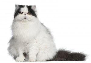 Persian Harlequin Cat, 6 Months Old, Sitting In Front Of White B