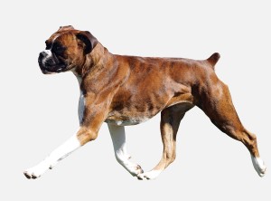 Brindle Boxer