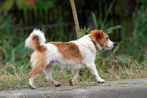 Little Dog Walking