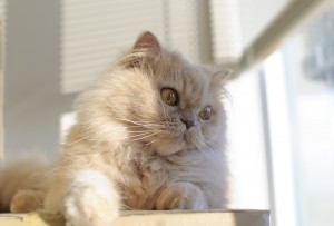 Persian cat