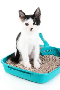 Small kitten in blue plastic litter cat isolated on white