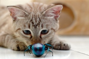Cat Playing With Bug