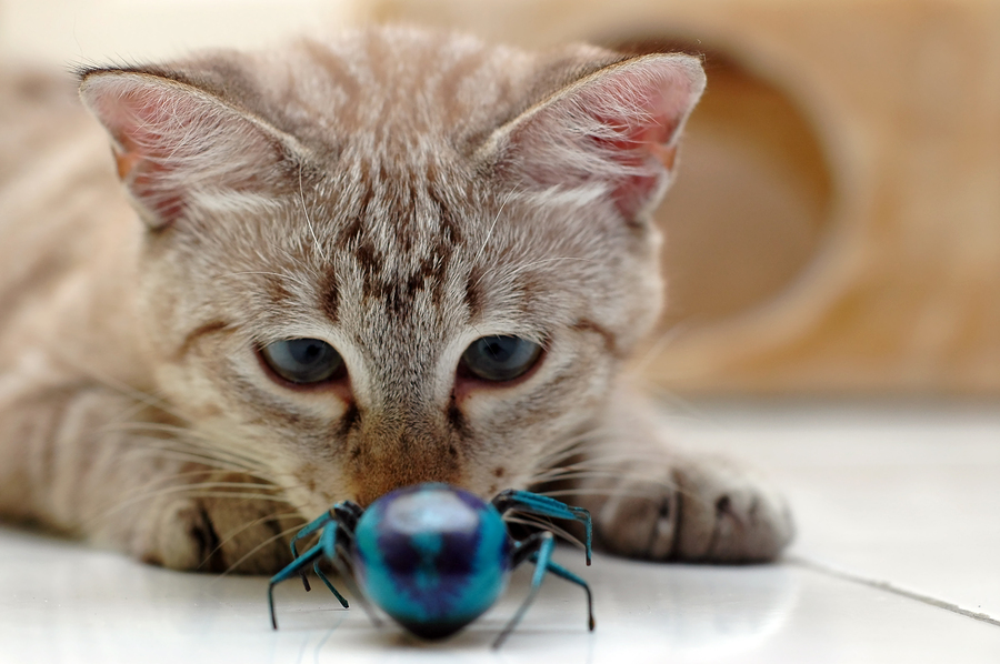 Image result for cats playing with bugs
