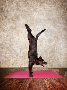 Yoga Dog