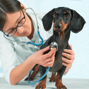 Doctor Veterinarian Listens A Dog