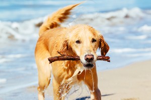 Happy Young Golden Retriever.  Adorable Dog Running on the Beach