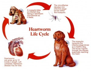 Dogs-Heartworm-Disease1