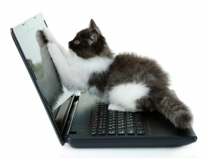 Little cute kitten and laptop, isolated on white