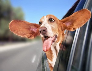 a basset hound riding in a car with her head out of the window a