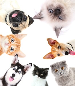 Collage of cute pets isolated on white