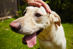 Dog In Hot Day