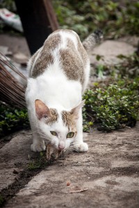 Close Up Stray Cat Eating On The Floor