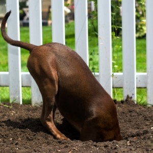 can a small dog use an invisible fence