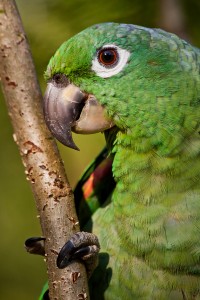 Beautiful green parrot in the rainforest , Yasuni National Park,