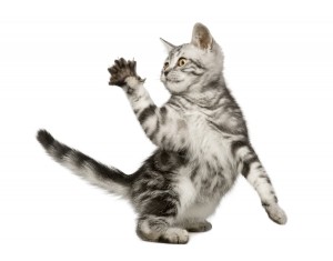 Siberian cat (12 weeks) in front of a white background