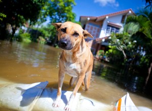 Dog Looking On Overflowing