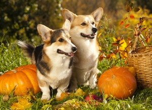 Welsh Corgi Pembroke dog and pumpkin